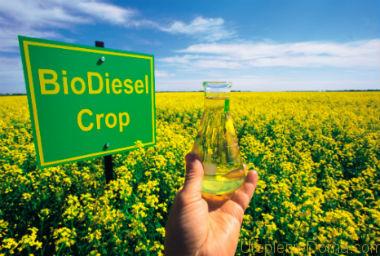 biodiesel at home