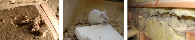 Mice nests in insulation