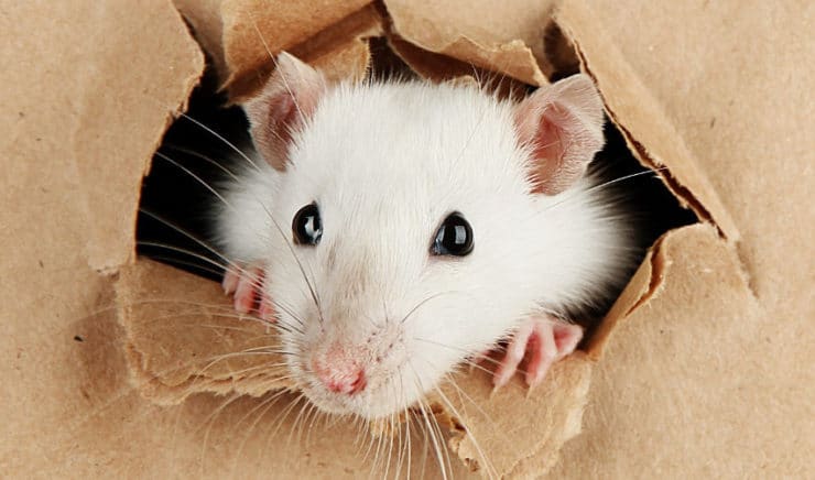 What kind of insulation is not chewed by mice?