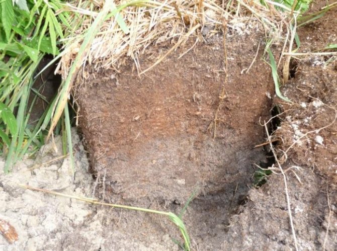 Peat medium-decomposed horizon of sod-podzolic soil-gleyed soil